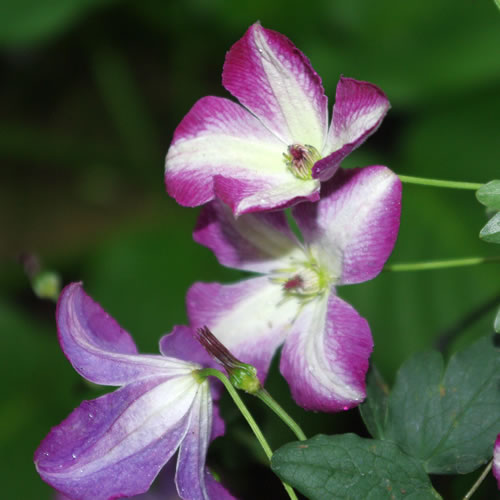 Clematis viticella Walenburg